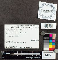 Trametes versicolor image