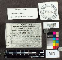 Trametes versicolor image