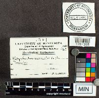 Trametes versicolor image