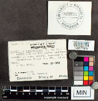 Trametes versicolor image