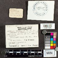 Trametes versicolor image