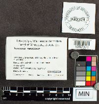 Trametes versicolor image