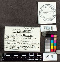 Trametes versicolor image