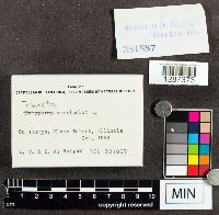 Trametes versicolor image