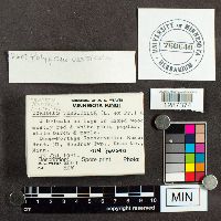 Trametes versicolor image