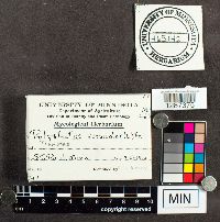 Trametes versicolor image