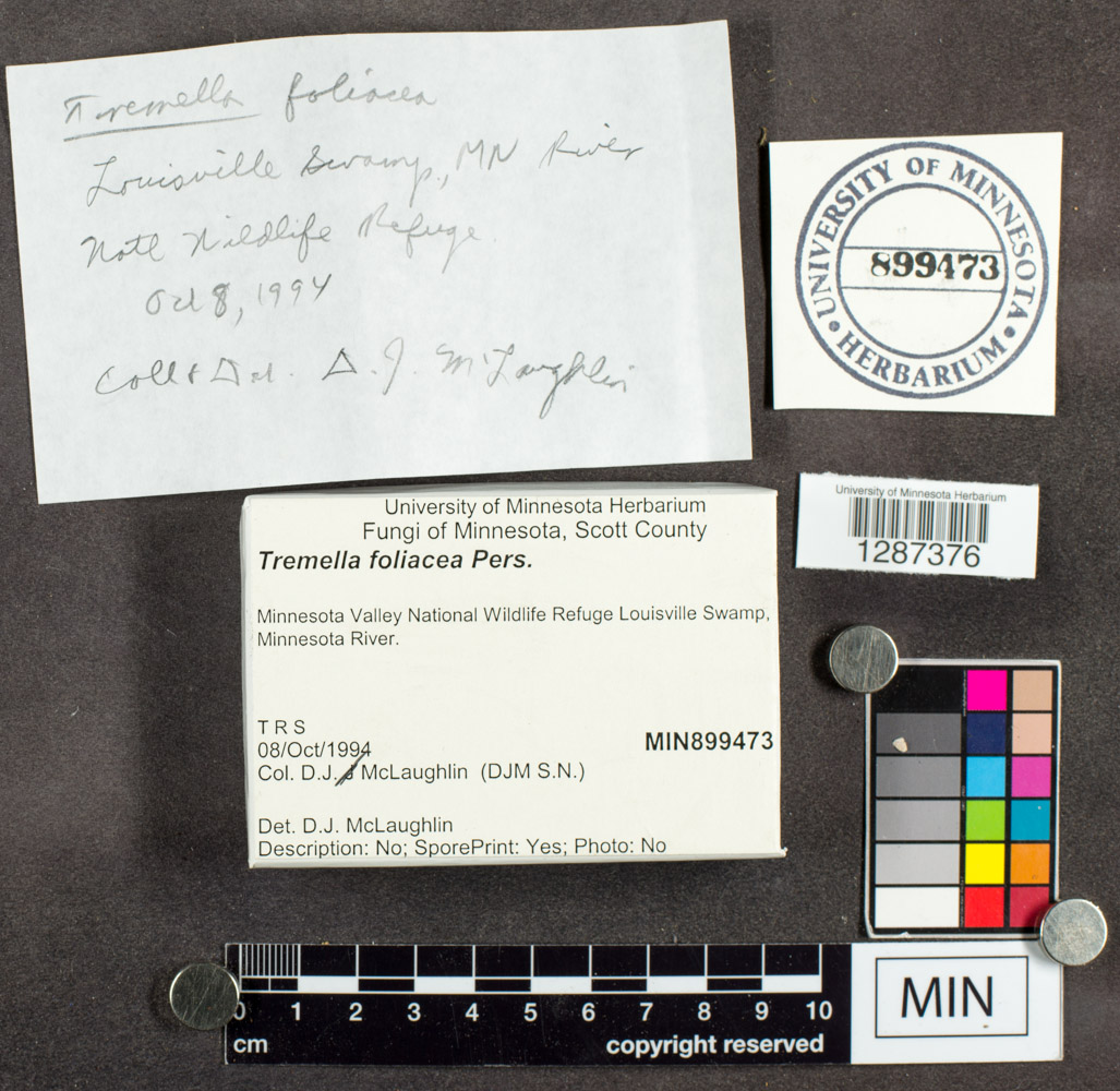 Tremella foliacea image