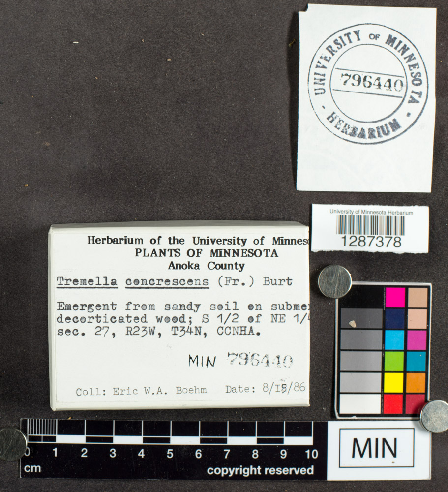 Sebacina concrescens image