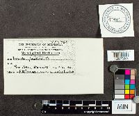 Tremella foliacea image