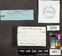 Tremella mesenterica image