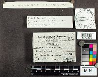 Tremella mesenterica image