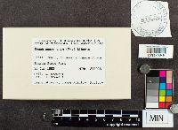 Trechispora vaga image