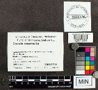 Tremella mesenterica image