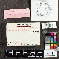 Tremella mesenterica image