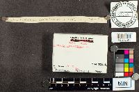 Tremella mesenterica image