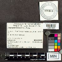 Tremella mesenterica image