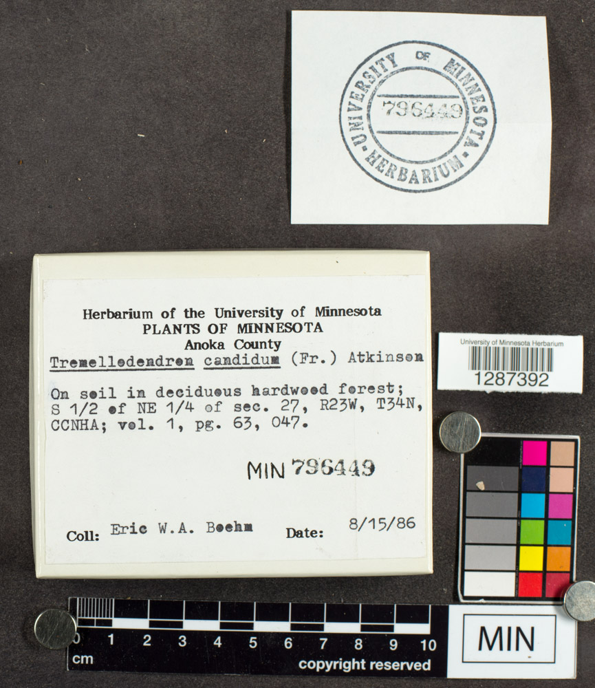 Dendrothele candida image