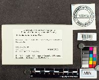 Tremella mesenterica image