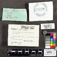 Tremella mesenterica image