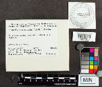 Tremella reticulata image