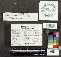 Tremellodendron pallidum image