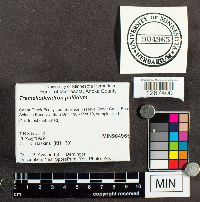 Tremellodendron pallidum image