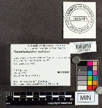 Tremellodendron pallidum image
