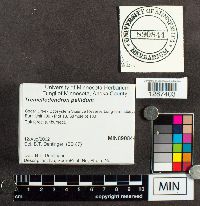 Tremellodendron pallidum image