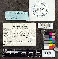 Tremellodendron pallidum image