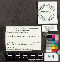 Tremellodendron pallidum image