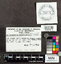 Tremellodendron pallidum image