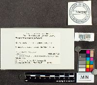 Tremellodendron pallidum image