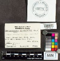 Tremellodendron pallidum image