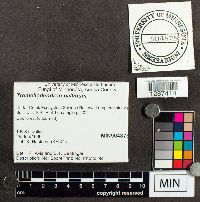 Tremellodendron pallidum image