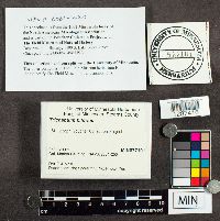 Trichaptum biforme image