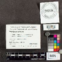 Trichaptum biforme image