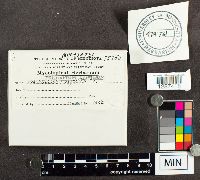 Polystictus abietinus image