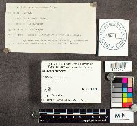 Trichaptum biforme image