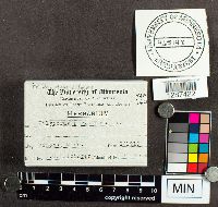 Trichaptum biforme image