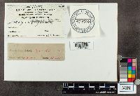 Trichaptum biforme image