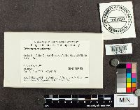 Trichaptum biforme image