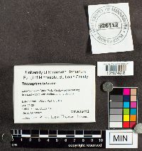 Trichaptum biforme image