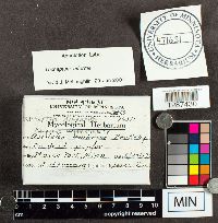 Trichaptum biforme image