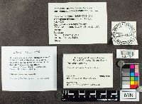 Trichaptum biforme image