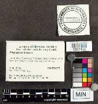 Trichaptum biforme image