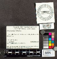 Trichaptum biforme image