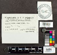 Trichaptum biforme image