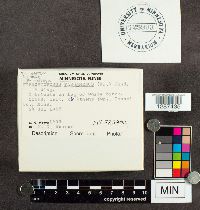 Trichaptum biforme image