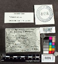 Trichaptum biforme image