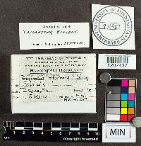 Trichaptum biforme image